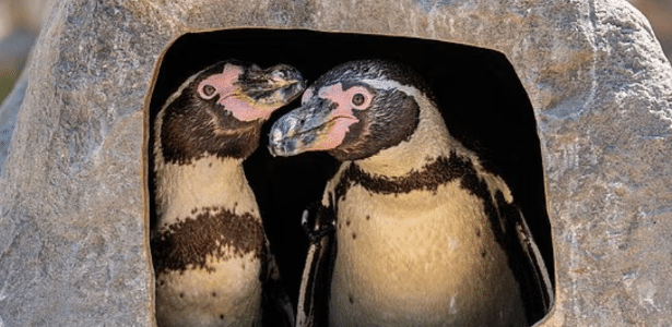 Casal de pinguins do mesmo sexo choca ovo em zoo na Inglaterra