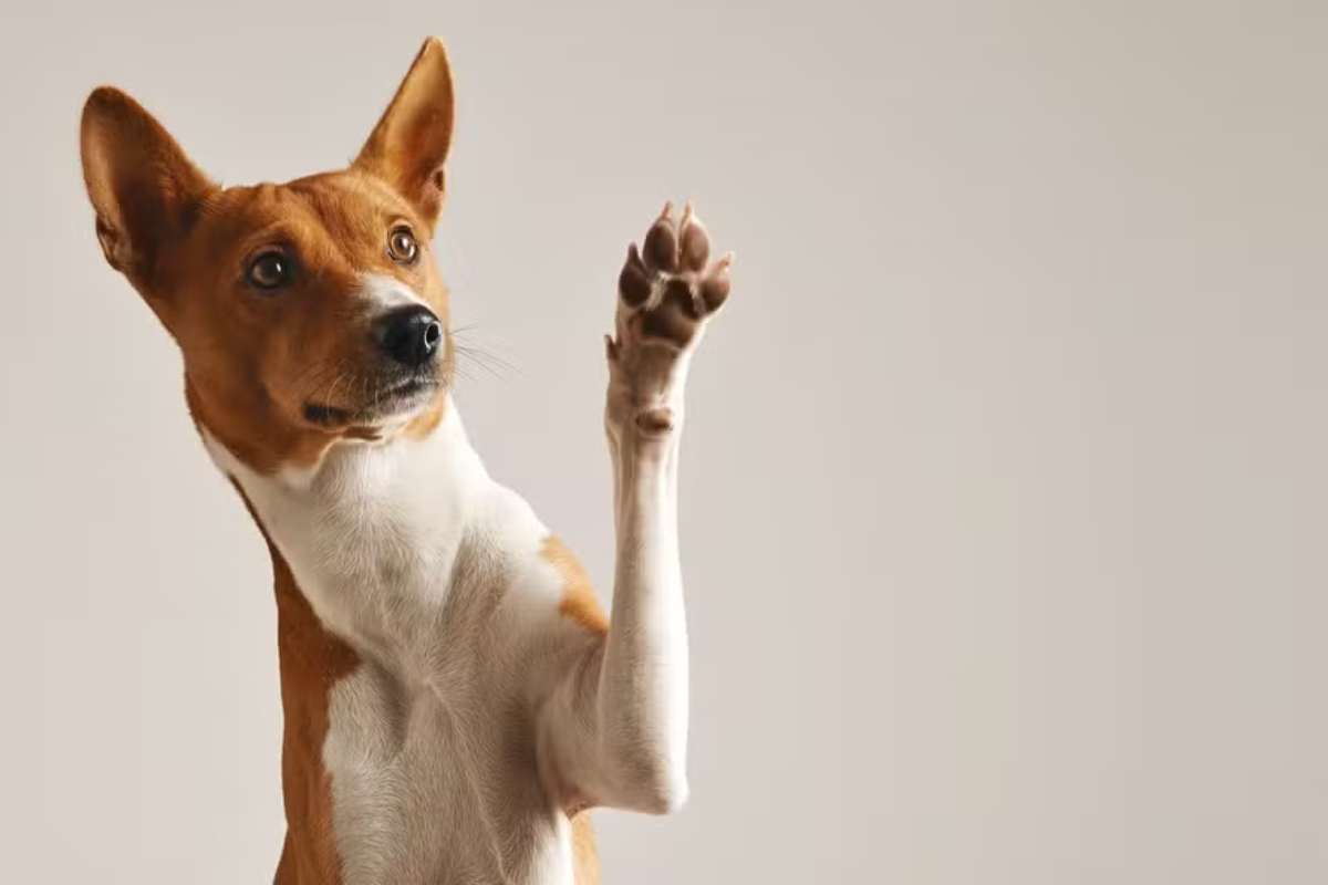 Justiça nega pensão para cachorro após divórcio e decisão repercute