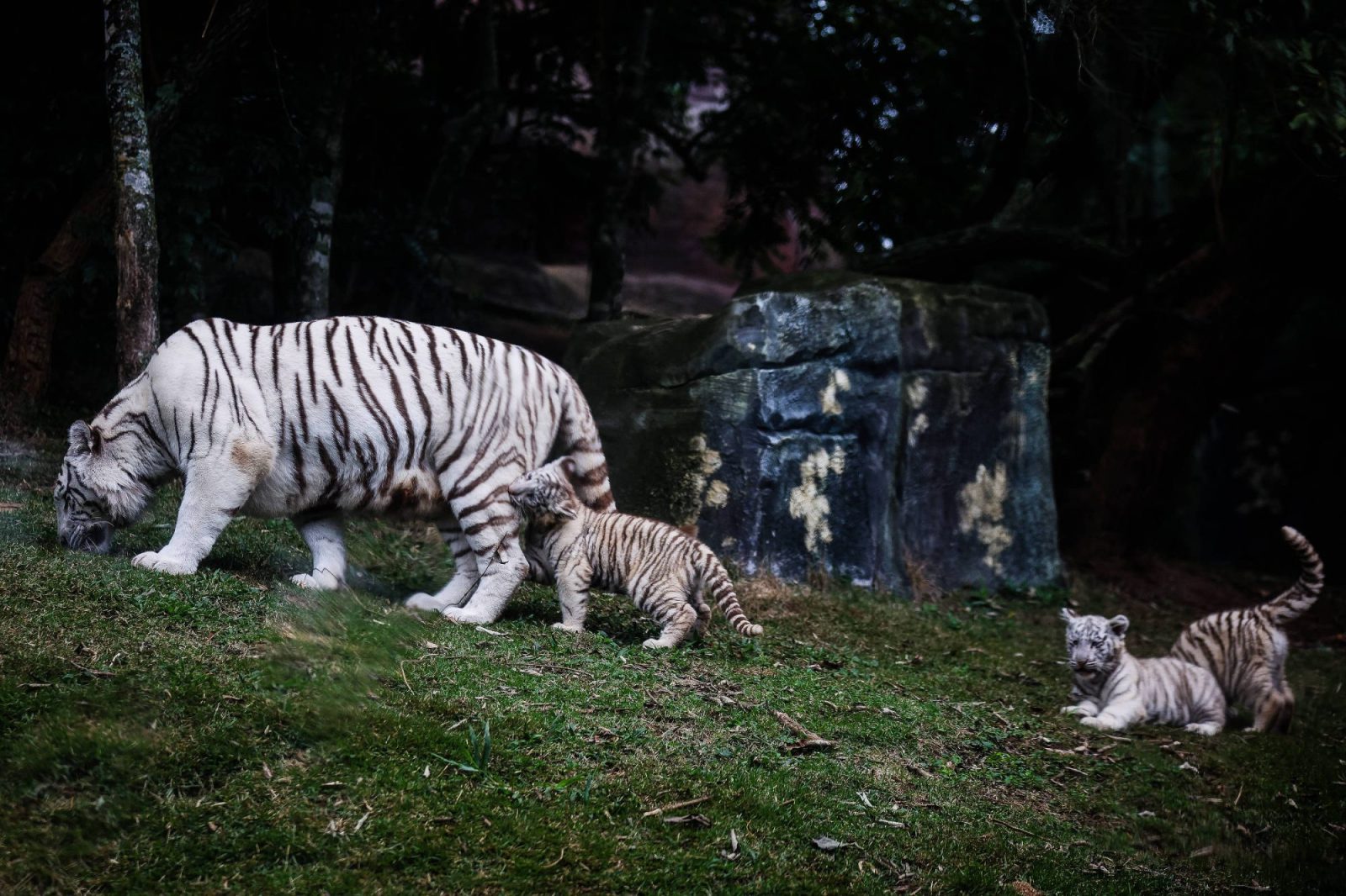 Três tigres brancos raros nascem em zoológico de Cotia – 05/07/2025 – Cotidiano