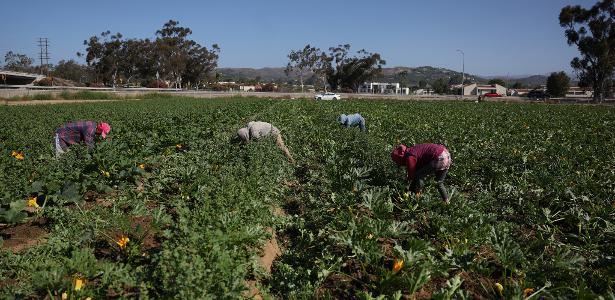 Trump se diz disposto a permitir que imigrantes permaneçam em fazendas