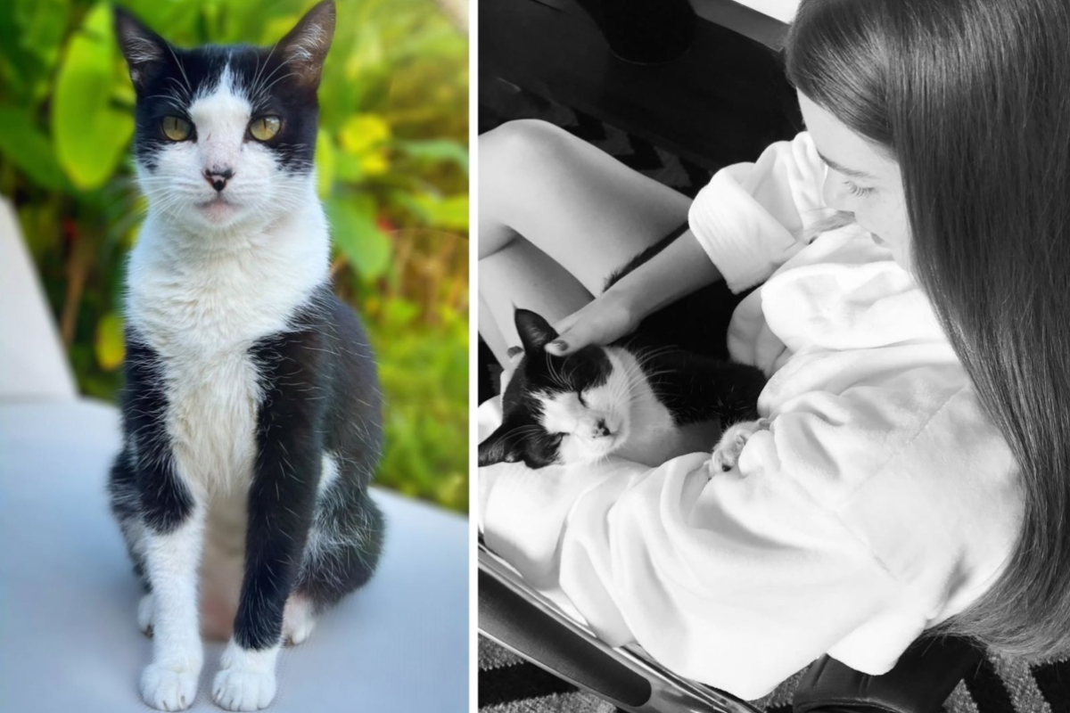 Marina Ruy Barbosa faz apelo por seu gato desaparecido