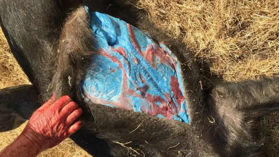 EUA: entranhas de porcos ficam ‘azul brilhante’ por exposição a pesticida
