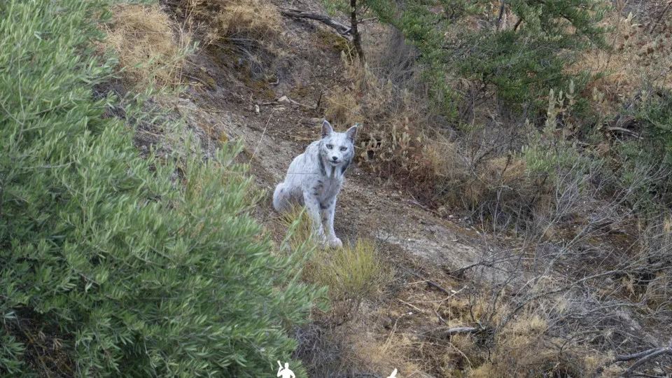 Fotógrafo registra a 1ª imagem de um lince-ibérico branco: “Paralisado”