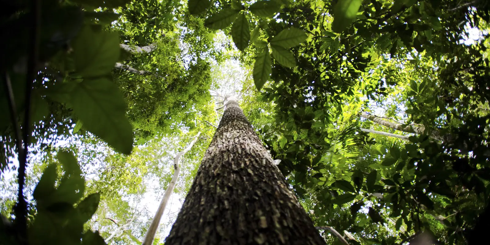 Fundo para florestas tropicais atinge aporte de US$ 5,5 bilhões