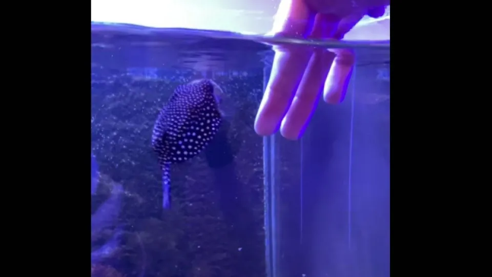 Globi, o peixe que age como “cachorro” e virou sensação nas redes; veja