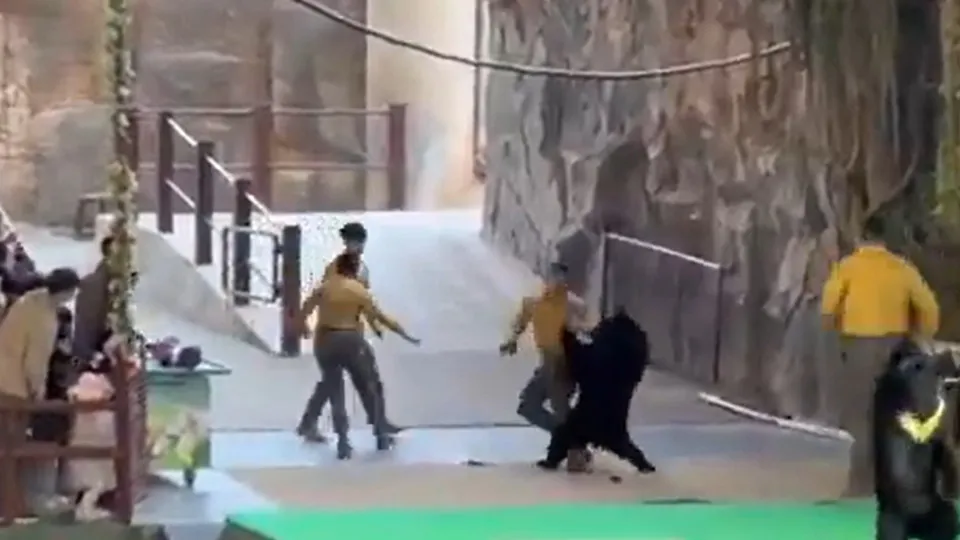 Urso ataca treinador em parque na China para tentar roubar comida