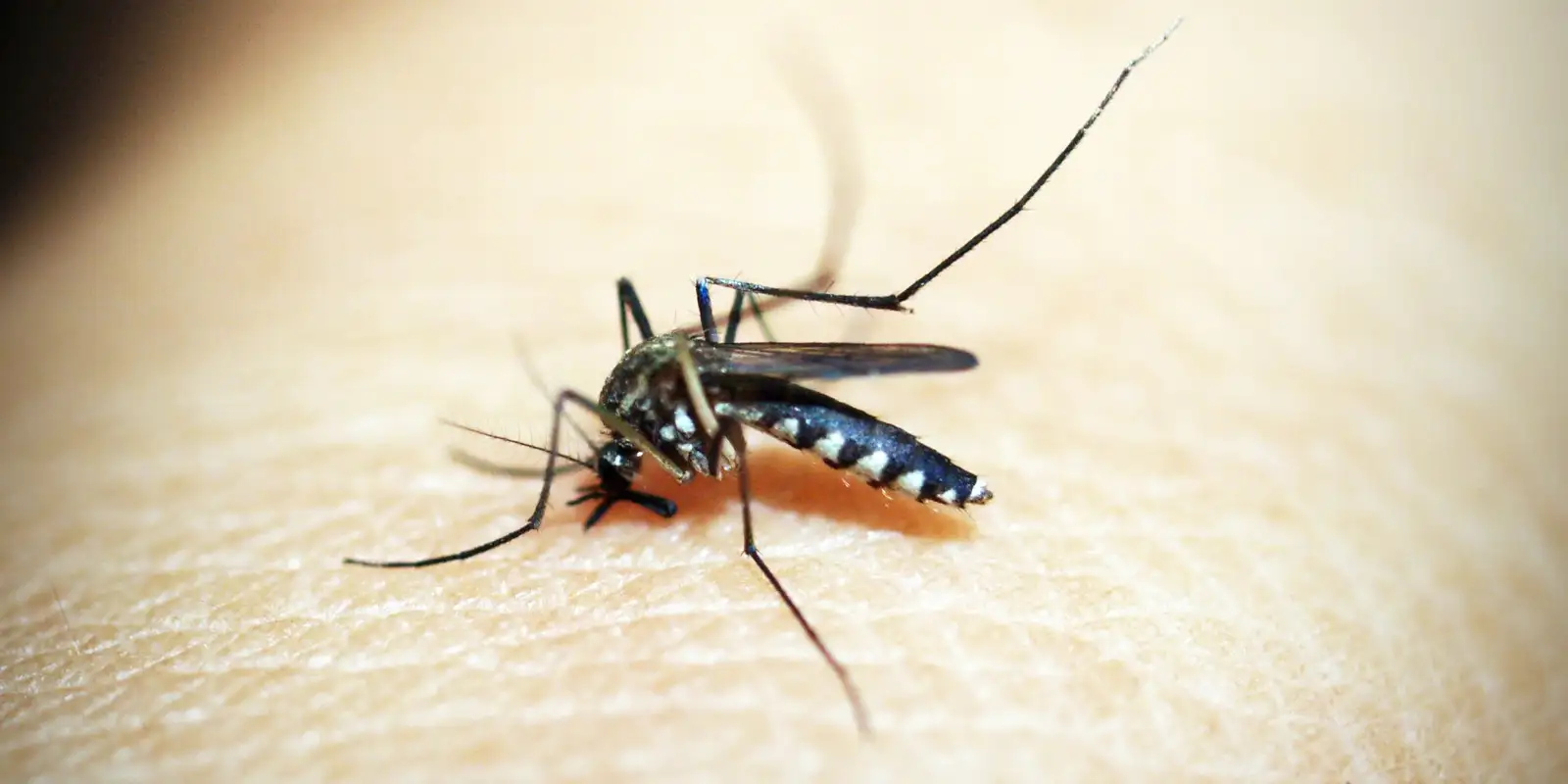 Brasileiros publicam maior estudo já feito sobre sequelas do zika