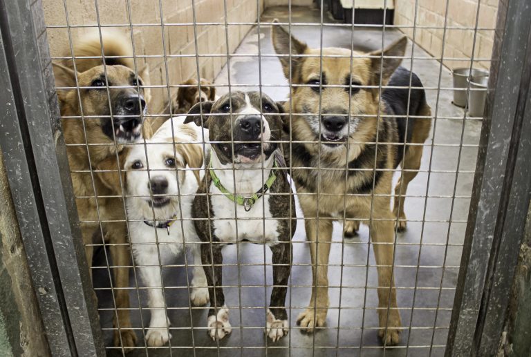 Lei oficializa Julho Dourado para promover saúde animal e prevenir zoonoses – Notícias