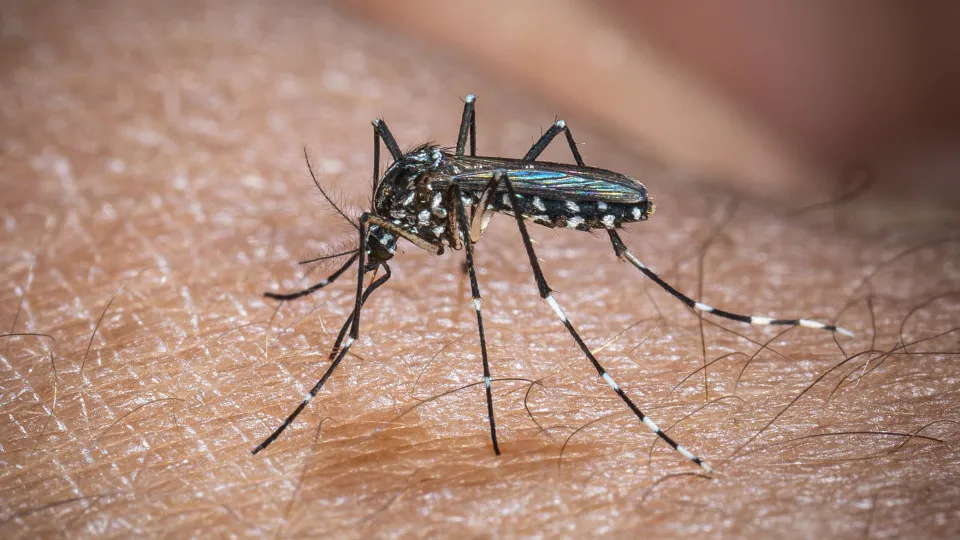 Europa: temperatura alta pode elevar transmissão do vírus Chikungunya