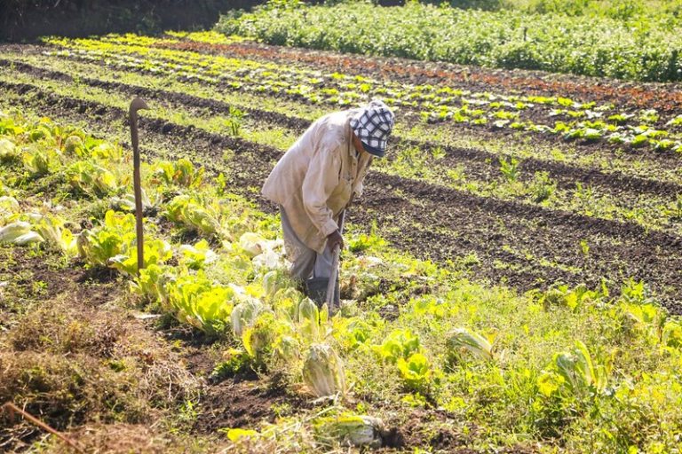 Entra em vigor lei que amplia garantias para financiamentos do Pronaf – Notícias