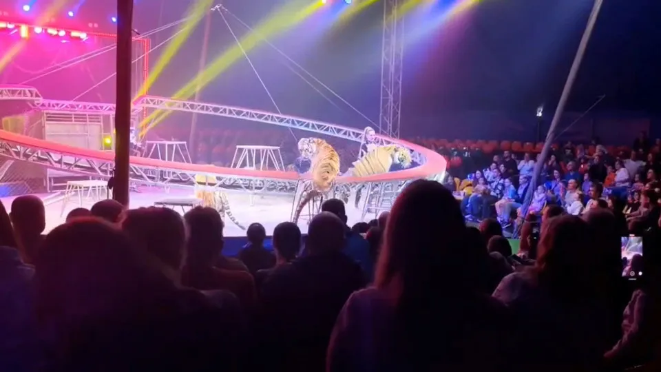 Tigre invade plateia após queda de proteção em circo na Rússia; veja