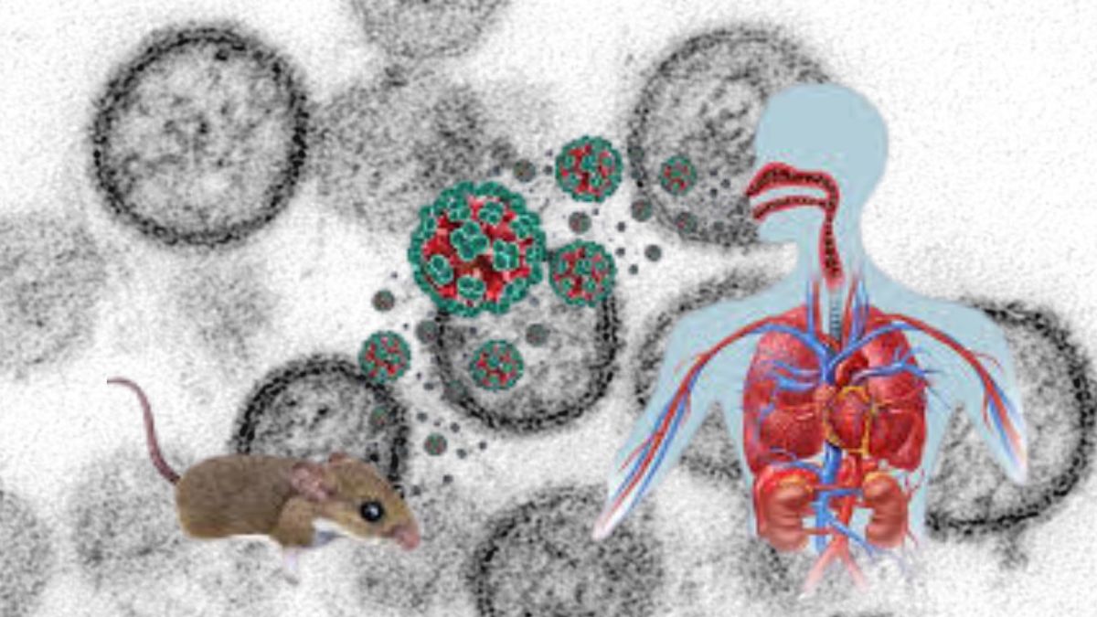 HANTAVÍRUS: OMS descarta pandemia, será que devemos nos preocupar, veja o Mapa da crise