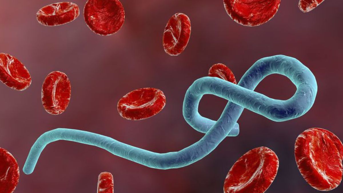 OMS ativa alerta máximo por novo surto de Ebola com 80 mortos no Congo