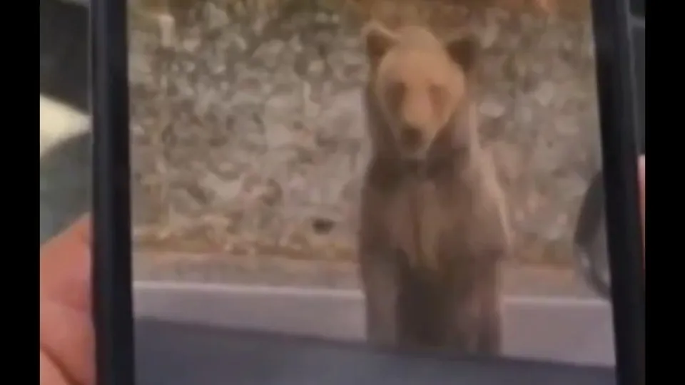 Turista tenta alimentar urso na Romênia e é atacado: “Um erro”
